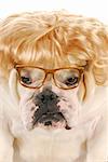 english bulldog wearing blonde wig and glasses on white background
