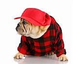 adorable english bulldog wearing trucker hat and plaid shirt with reflection on white background