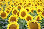 Horizontal photo of a sunflower field