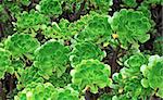 Close up of an ornamental Aeonium - succulent (Pinwheel)