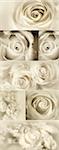 Roses Collage from photos in sepia