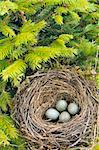 Detail of blackbird eggs in nest