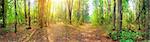 Panorama of a mixed forest at summer sunny day