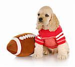 cute cocker spaniel puppy wearing football jersey sitting beside stuffed football