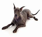 great dane laying down on white background - 10 month old puppy - color is called blue