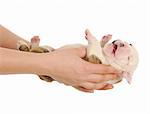 hands holding english bulldog puppy - three weeks old on white background