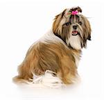 adorable female shih tzu puppy with pink bow in hair with reflection on white background