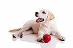 Labrador retriever puppy playing with a red ball, isolated on white