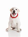 Labrador retriever puppy wearing a red collar, isolated on white