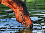 portrait of drinking  bay horse