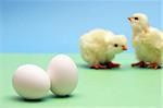 A couple eggs are in focus while a couple chicks are blurred in the background.