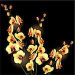 Orchid yellow flower isolated on black background