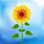 Yellow sunflower on the blue background  Mesh.