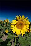 Bright Colors of a Sunflowers Field in Tuscany, Italy