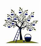 vector plum tree, ladder and basket of plums, Adobe Illustrator 8 format