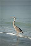 A Great Blue Heron walks on a Florida beach in the morning sunlight