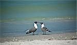 A pair of Laughing Gulls in breeding plumage face each other on a sandy Florida beach.