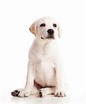 Beautiful labrador retriever cream puppy isolated on white background