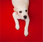 Top view of a labrador retriever puppy lying on the floor