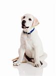 Beautiful labrador retriever cream puppy isolated on white background wearing a blue dog-collar