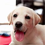 Beautiful portrait of a labrador retriever puppy with tongue out