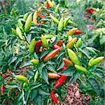 Fresh chili peppers on the branch