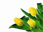 Bright yellow tulips isolated on white. EPS 8 vector file included