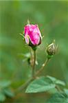 Pink roses on green grass-background