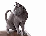 Russian Blue cat on Table isolated on white
