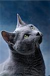 Studio Portrait of a russian blue cat