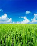 Landscape of rice field with blue sky