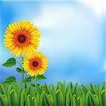 Two yellow sunflowers on the blue background  Mesh. Clipping Mask