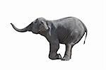 Kneeled grey elephant (isolated, against white background)