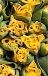 beautiful yellow double tulips, background