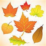 set of autumn/fall leaf illustration