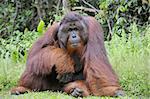 The adult male of the Orangutan. Portrait of the adult male of the orangutan in the wild nature. Island Borneo. Indonesia.