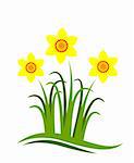vector abstract daffodils on white background, Adobe Illustrator 8 format
