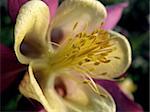 beautiful flower aquilegia. close-up