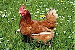 Hen outside in the meadow at spring