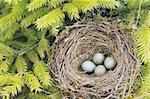 Detail of blackbird eggs in nest