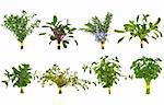 Herb leaf posy selection of oregano, rosemary, lemon balm, parsley and sage and thyme varieties isolated over white background.