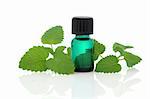 Lemon balm herb leaf sprigs and an aromatherapy essential oil glass bottle isolated over white background. Melissa officinalis.