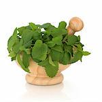 Lemon balm herb leaf sprigs in a marble mortar with pestle,  isolated over white background. Melissa officinalis.