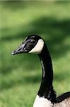 Canadian Goose at Granville Island in Vancouver, BC, Canada