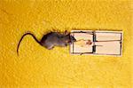 dead Mouse in cheese trap over yellow background