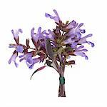 Sage herb flower and leaf sprigs tied in a posy for drying, isolated over white background. Salvia.