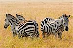 Three zebras standing in the savanna grasses of the Masai Mara Reserve in Kenya form a circle to guard against predators.