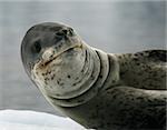 Leopard seal