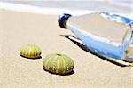 Beach scene with two dead sea urchin shells and a bottle of water