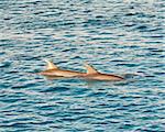 Two bottlenose dolphins breaching the surface